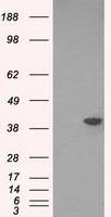 DNTTIP1 Antibody