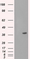 CD147 Antibody