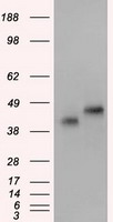 CD147 Antibody