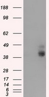 CD147 Antibody