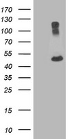 TUBA8 Antibody
