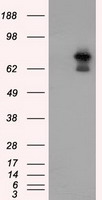 HIF1 beta Antibody