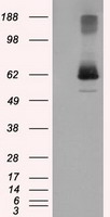 LIPG Antibody