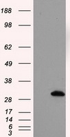 TPMT Antibody