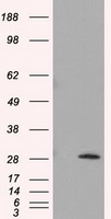 TPMT Antibody