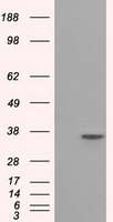 Serine racemase Antibody