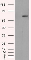 RALBP1 Antibody