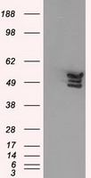 ANXA11 Antibody