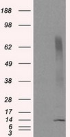 CISD1 Antibody