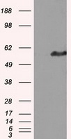 IFT57 Antibody