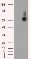 RALBP1 Antibody