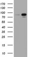 RALBP1 Antibody