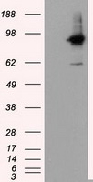 RALBP1 Antibody