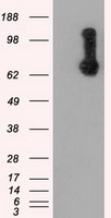 RALBP1 Antibody