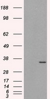 ELAVL1 Antibody