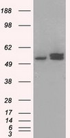 ATP5F1B Antibody