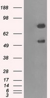 GBE1 Antibody