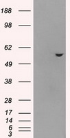 ATP5F1B Antibody