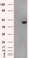 ATP5F1B Antibody