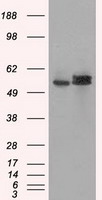 ATP5F1B Antibody