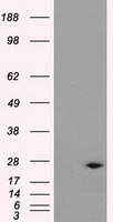 DCXR Antibody