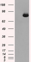 Aconitase 2 Antibody