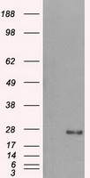 DCXR Antibody