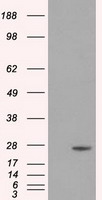 DCXR Antibody