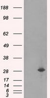 RPA34 Antibody
