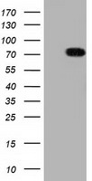 TTLL12 Antibody