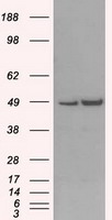 LEMD3 Antibody