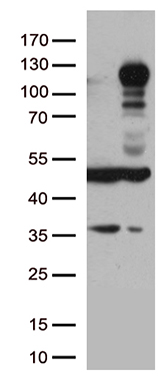 MAN1 Antibody