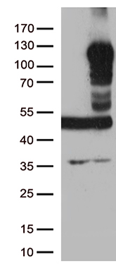 MAN1 Antibody