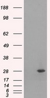 RPA34 Antibody