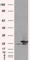 RPA34 Antibody