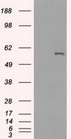 Cytochrome P450 2E1 Antibody