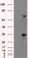 BTN3A2 Antibody