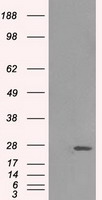 ERAB Antibody