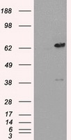 Leukotriene A4 hydrolase Antibody