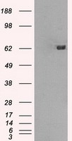 GBP2 Antibody