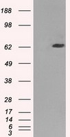 GBP2 Antibody