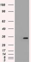 CD32A Antibody