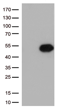 CD32A Antibody
