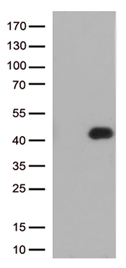 CD32A Antibody