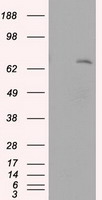 Leukotriene A4 hydrolase Antibody