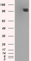 BubR1 Antibody
