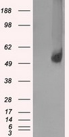 SLC2A5 Antibody