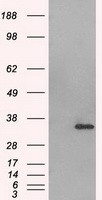 Aurora C Antibody