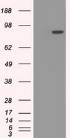 Cytochrome P450 Reductase Antibody