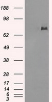 Cytochrome P450 Reductase Antibody